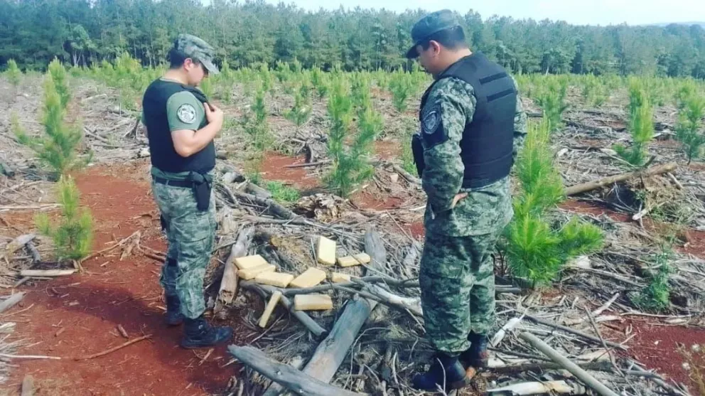 La Policía secuestró marihuana oculta en un pinar de Puerto Iguazú