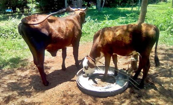 Ante la sequía y la suba de insumos,  la ganadería resiste con los remates