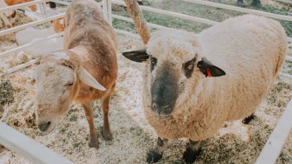 Productores mostraron más trabajos con ovejas y cabras