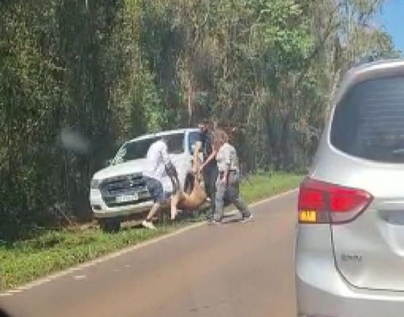 Turista brasileñó atropelló y mató una corzuela dentro del Parque Iguazú