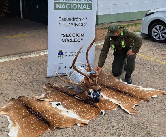 Gendarmería secuestró restos de “ciervo axis” en Ituzaingó