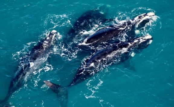 Descubren que las ballenas cantan gracias a un sistema único existente en sus laringes
