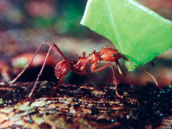 Hormigas mineras: piden control constante para bajar población 