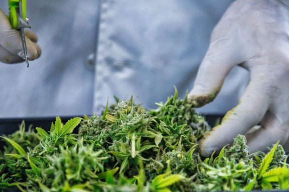 Inició la cosecha de cannabis medicinal en la Biofábrica 