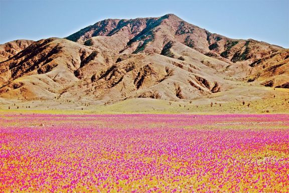 Atacama en flor, 	raro fenómeno