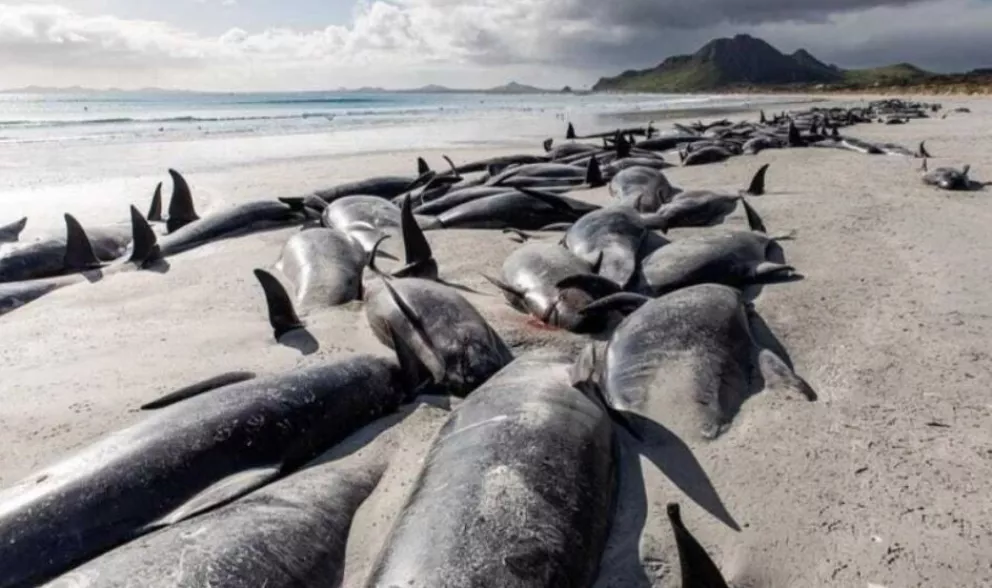 Murieron 250 ballenas piloto que quedaron varadas en Nueva Zelanda