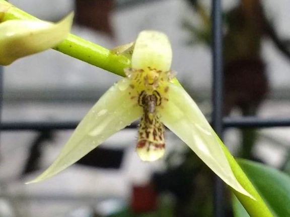 Buscan declarar especie protegida a otra orquídea nativa de Misiones en peligro de extinción