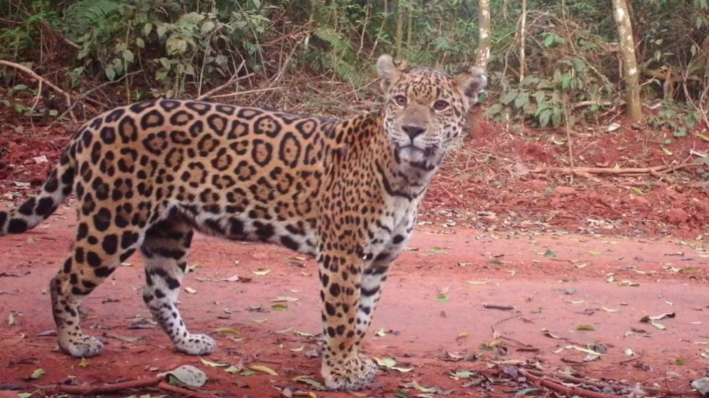 Detectan ocho ejemplares de Yaguaretés en el Parque Nacional Iguazú