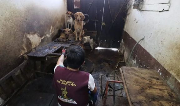 Más de 90 perros fueron rescatados antes de ser carne para consumo humano