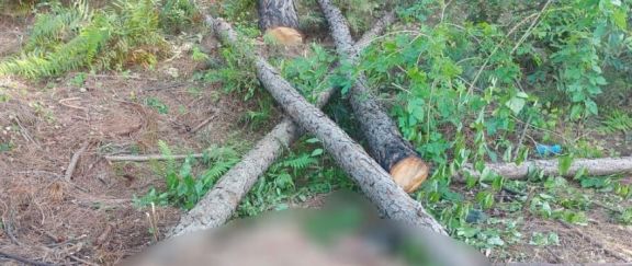 Un hombre de 48 años falleció tras la caída de un pino en San Ignacio