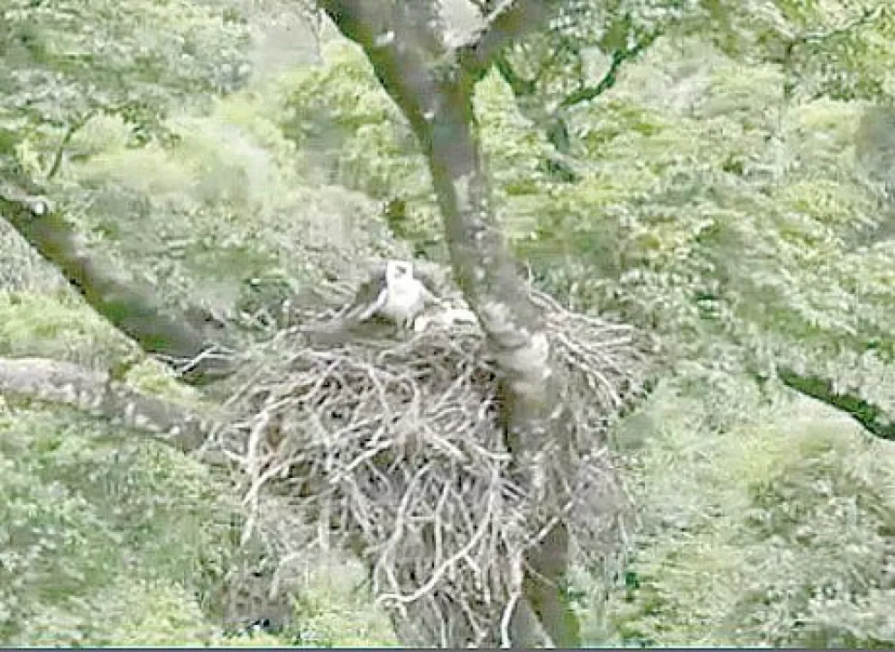 Avistan primer nido activo de águila viuda del país en Misiones