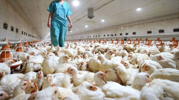 Productores tienen dificultad para la reposición de pollos por la gripe aviar