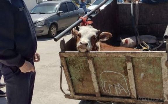 Corrientes: fueron demorados por trasladar un ternero y un chancho en un carro