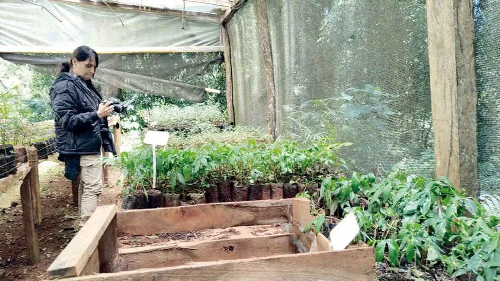 Vida Silvestre produce 20.000 plantines de 40 especies nativas