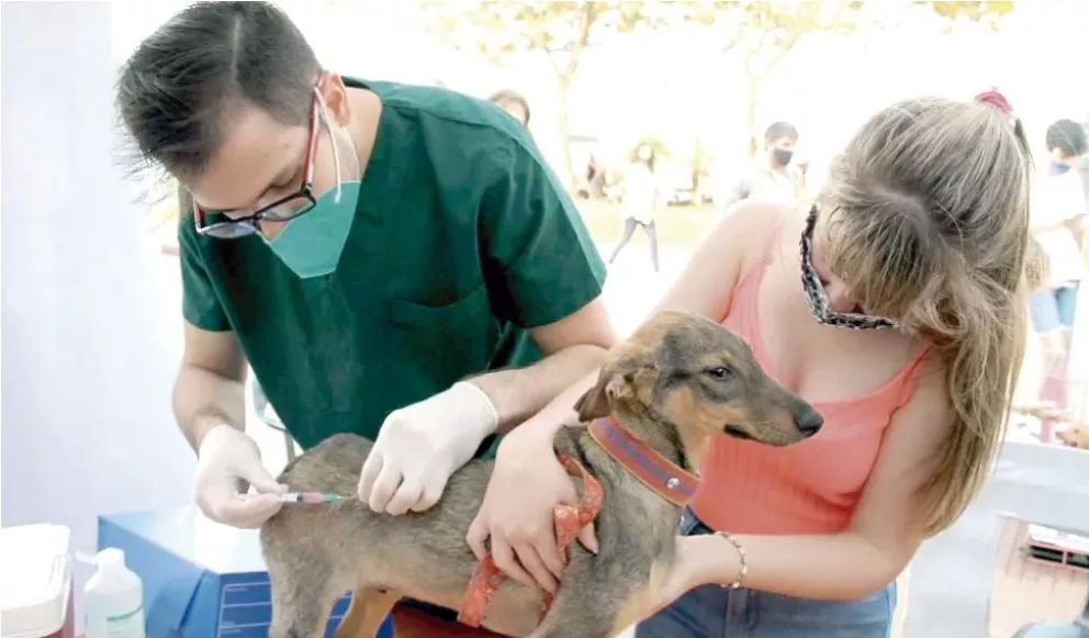 Instan a cumplir con la vacuna antirrábica en los perros