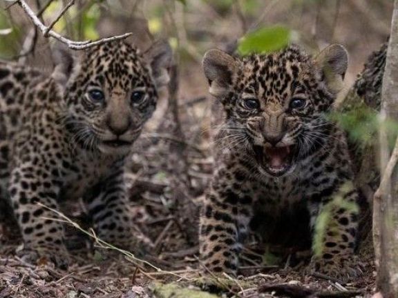 La yaguareté Mbareté volvió a Corrientes con sus cachorros, fueron liberados en el Iberá