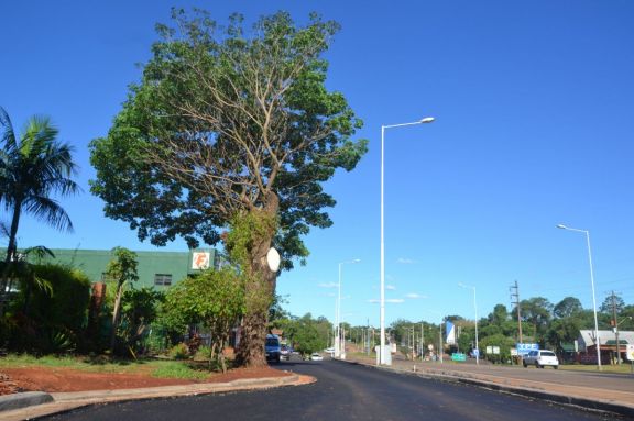 El árbol que cambió el curso de la colectora y la forma de pensar obras viales en Puerto Rico