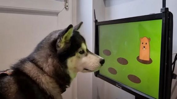 Videojuegos para perros: una manera de prevenir las enfermedades óseas y mentales de tu mascota