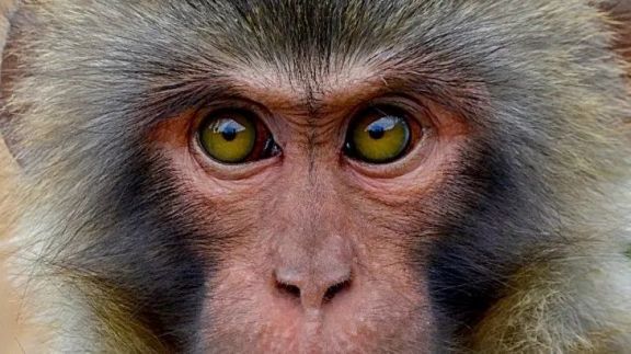 OMS cambia el nombre de la viruela del mono: cómo se llamará