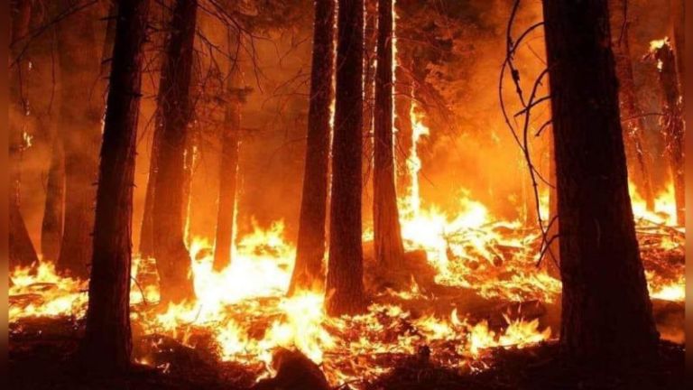 Incendio de gran magnitud avanza sobre una extensa reserva en Tierra del Fuego Incendio de gran magnitud avanza sobre una extensa reserva en Tierra del Fuego