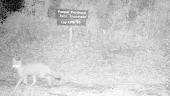 Cuñá Pirú: por primera vez avistan al zorro gris pampeano