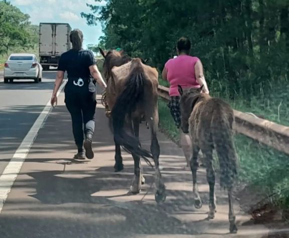 Maltrato animal: rescataron dos equinos y un potrillo abandonados sobre la ruta 14