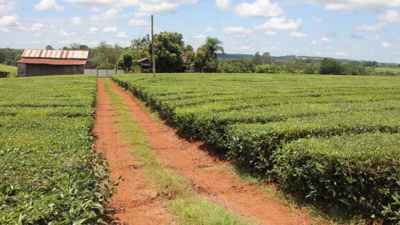 Registran importante eliminación de plantaciones de té  en los últimos años 