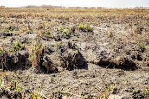 Sequía: gestionan bajar programas nacionales para ayudar a productores correntinos