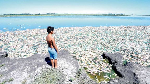Masiva muerte de peces por la sequía