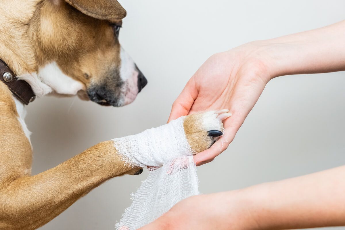 Promoción y Cuidado Animal habilitó líneas de atención para urgencias