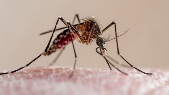 Dengue y chikungunya: Salud declaró alerta epidemiológica y piden extremar cuidados