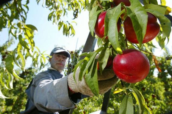 Productores exigen la posibilidad de un dólar fruta para salir del quebranto productivo