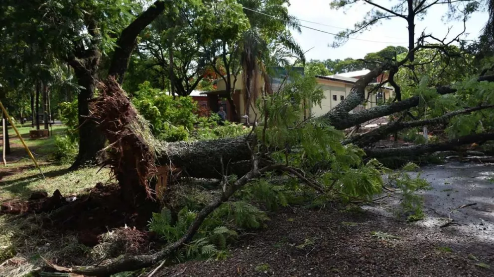 En la esquina de Pomar y Quaranta la tormenta tiró un árbol que terminó por interrumpir el tránsito.  Foto: Víctor Paniagua