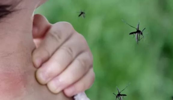 Confirman 13 casos de chikungunya en Misiones
