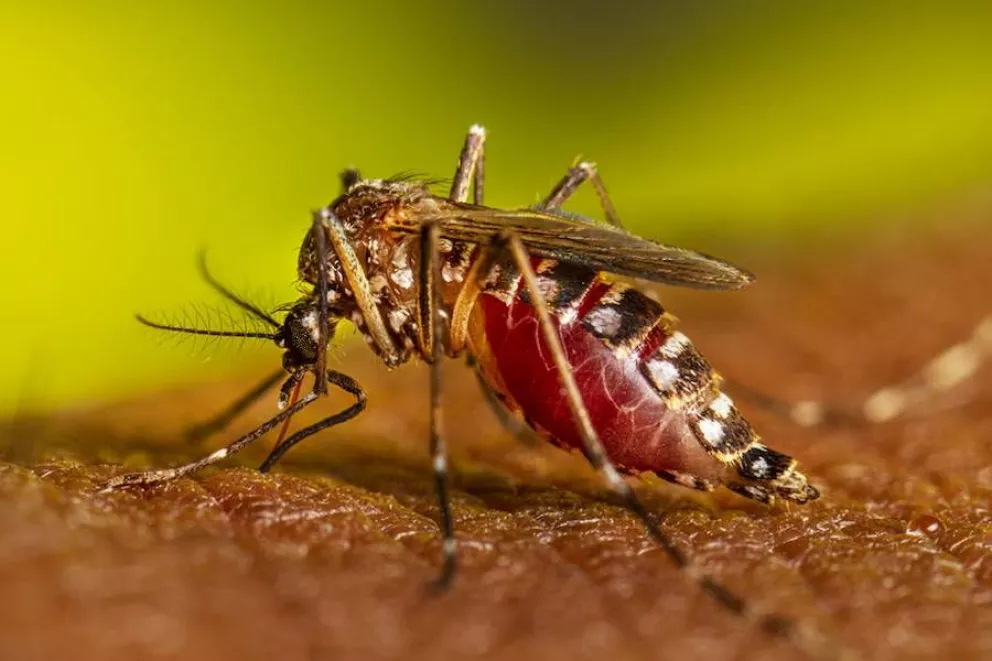 Encarnación: confirman casos autóctonos de chikungunya
