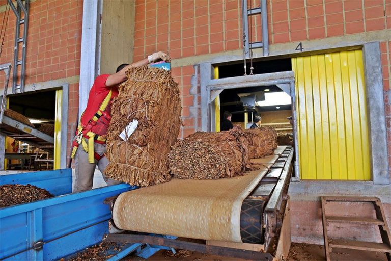 Tabacaleros al borde del colapso por contrabando y altas retenciones 