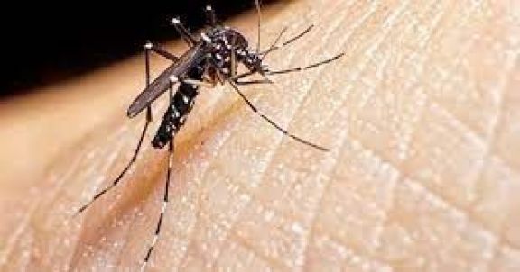 Misiones refuerza la vigilancia por la chikungunya