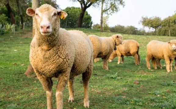 Ofrecen ovinos genéticamente resistentes a los parásitos