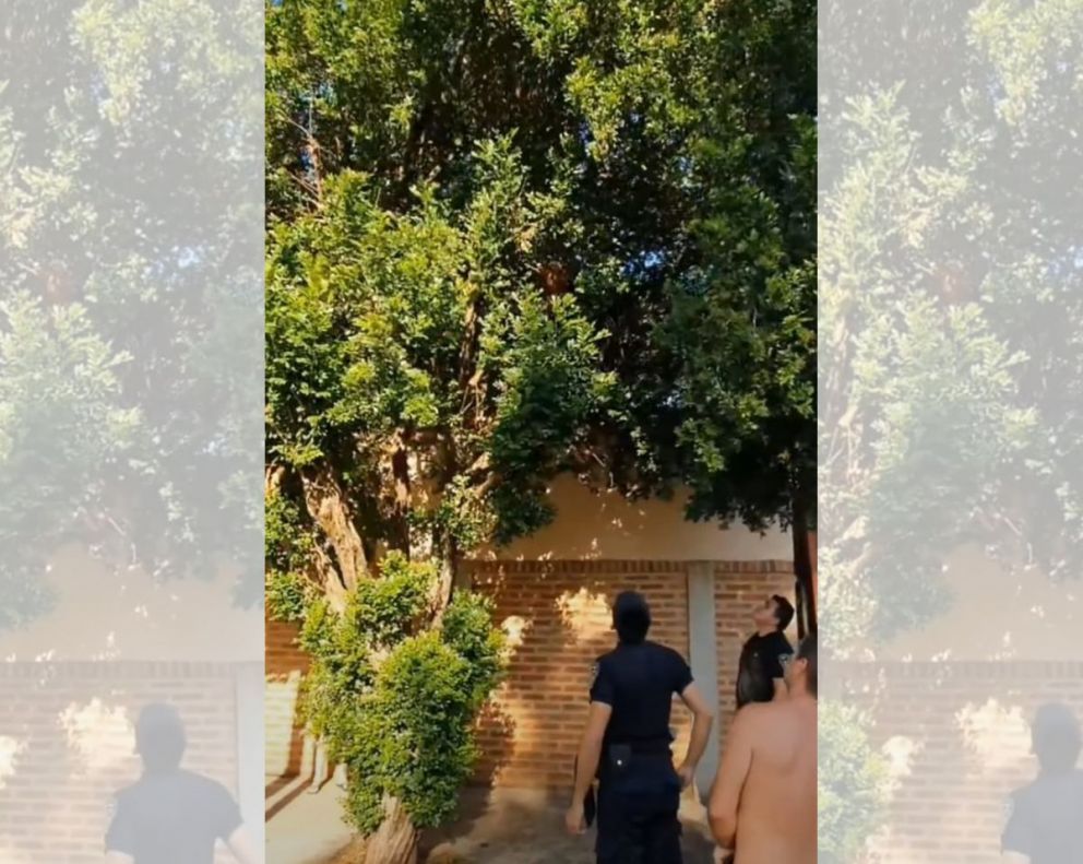Posadas: intentó robar un auto y quiso escapar de la Policía subiéndose a un árbol 