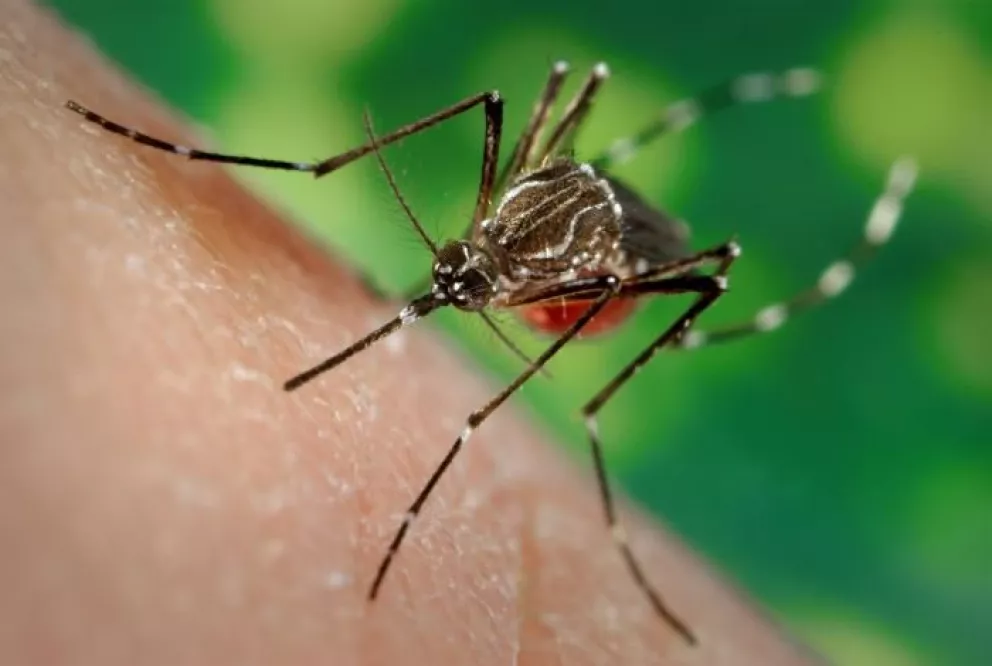 Detectaron cinco muertes y más de 9 mil casos de dengue en todo el país 