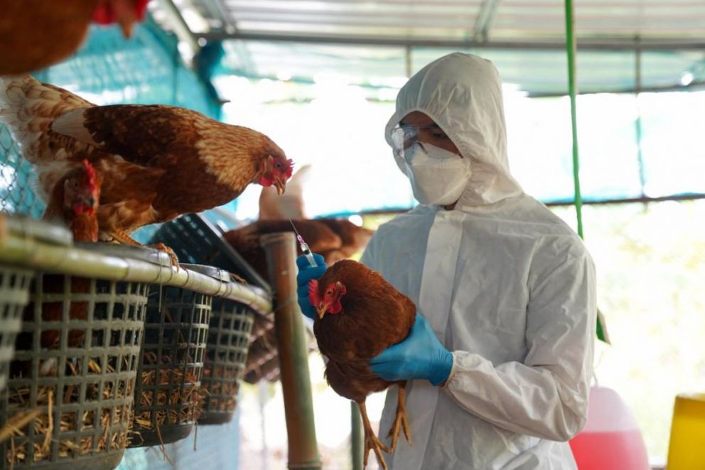 Alerta en la frontera por avance de la gripe aviar en diez provincias