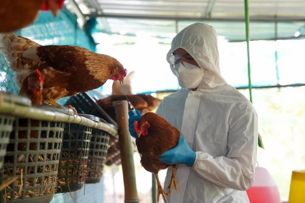 Gripe aviar: confirman nuevos casos en aves de crianza familiar en Salta y Córdoba