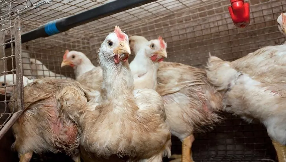 Senasa aclara que la influenza aviar no representa un peligro para la población
