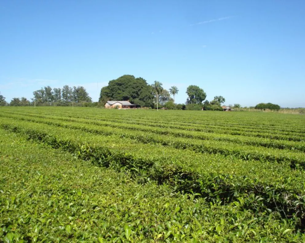 La inestabilidad climática impacta de lleno en el té
