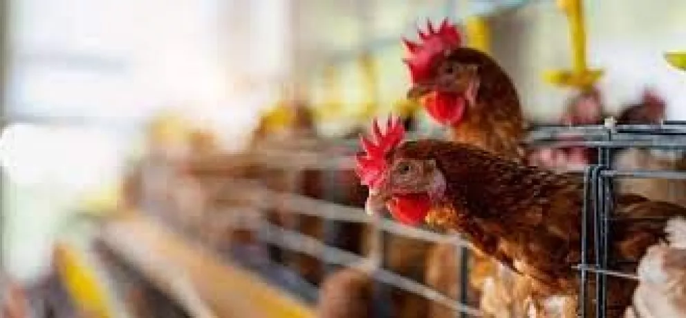 Aseguran que es baja la posibilidad de gripe aviar en humanos