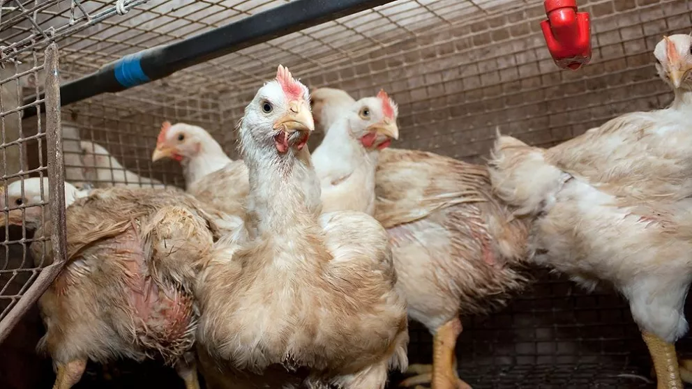 Gripe aviar: Argentina retomará el comercio de ovoproductos secos con Japón