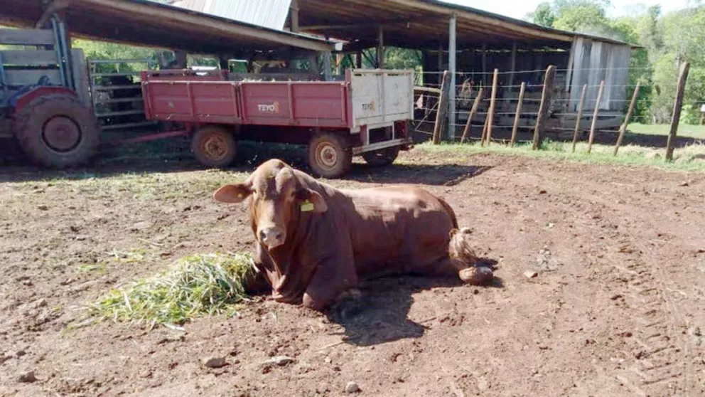 Rabia paresiante en Iguazú: recomiendan tener ciertos cuidados y vacunar a todo el ganado de la zona