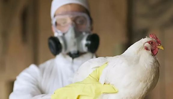 Gripe aviar: desde Senasa resaltan la importancia de denunciar casos sospechosos