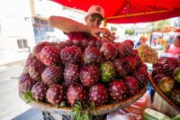 La Fiesta de la Pitaya llega al Jardín Botánico de Culiacán este viernes 9 y sábado 10 de junio 