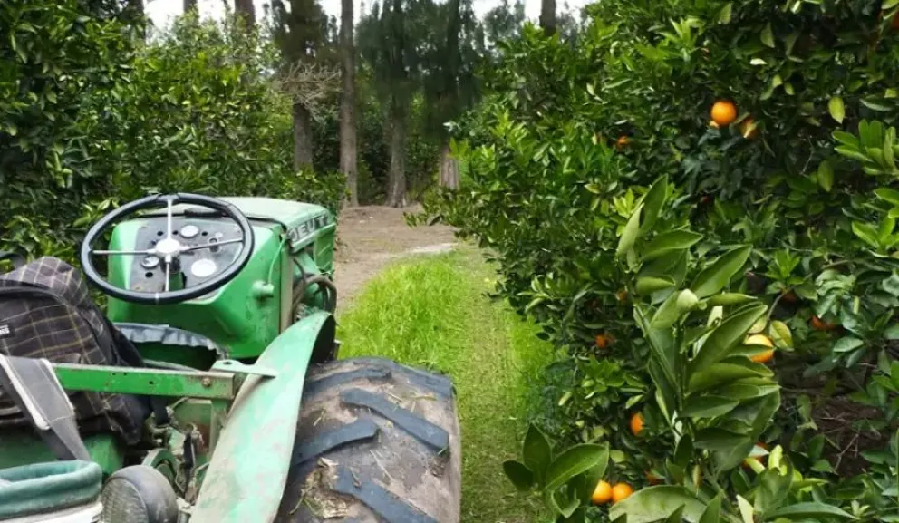 Fruticultura en Daireaux: impulsan un programa que entregará árboles multiespecie y financiamiento